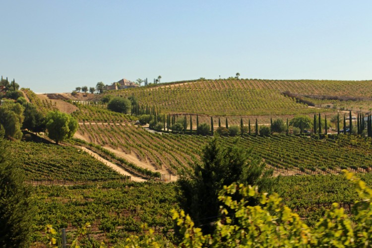 테메큘라 와이너리 투어